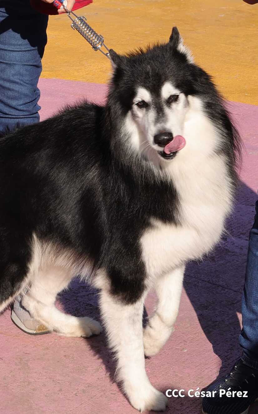 MASCOTA
